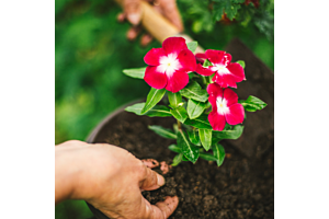Local Roots, Big Blooms