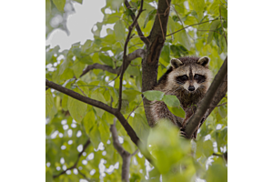 Rehabbed & Released: A Day in the Life of a Wildlife Rescue