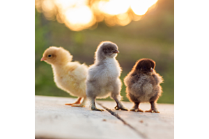 Flock Yeah! A Beginner’s Guide to Raising Backyard Chickens