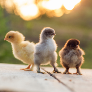 Flock Yeah! A Beginner’s Guide to Raising Backyard Chickens