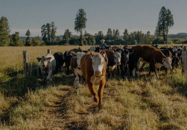 Farm