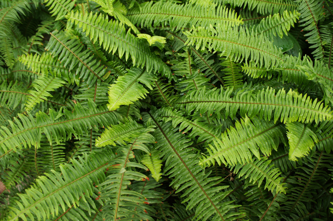 Kimberly Queen Fern