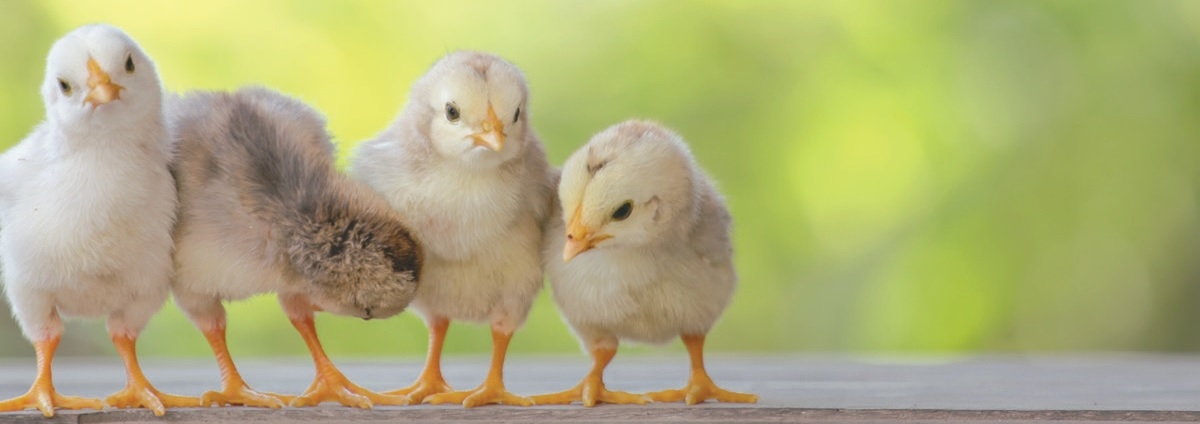 Cornish Cross Chicks